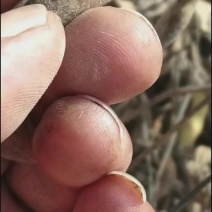 黄土高原非转基因肾型黑脐颗颗饱满，营养丰富