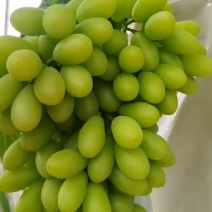 白鸡心葡萄