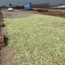 自然晾晒的青萝卜条
