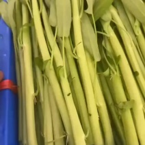 空心菜