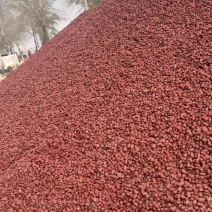 新疆饲料枣货好便宜干度好需要的联系