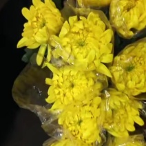 广州菊花全国发货欢迎合作