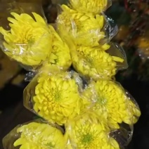 广州菊花全国发货欢迎合作