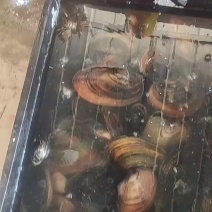 河蚌