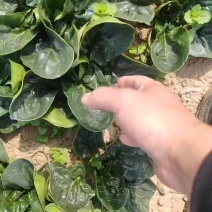 精品趴地菠菜趴地菠菜