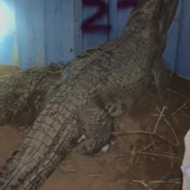 鳄鱼蛋
