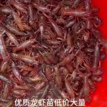 龙虾青苗