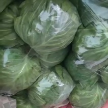 精品甘蓝，支持各种包装，需要的老板联系我