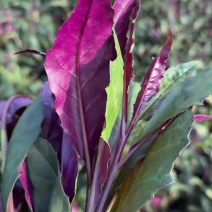 血皮菜紫背菜观音菜特价0.8元四川百亩基地