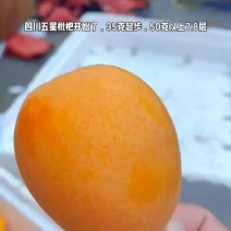 四川五星枇杷大量有货，口感纯甜，皮毛干净