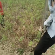 四季玫瑰无纺布袋