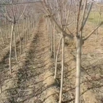 碧桃