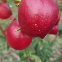 暖棚油桃