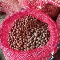 山东山药豆产地直发量大从优货源充足物美价廉