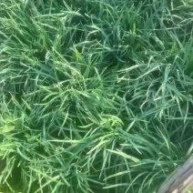 蔬菜