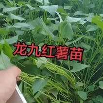 山东河北红薯苗基地