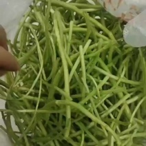 藜蒿