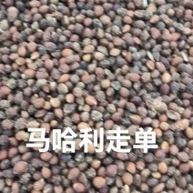樱桃种子，马哈利种子，嫁接车厘子的沾木，牙率8成