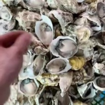 潮州生蚝