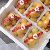 金太阳大棚杏代办带发产地直发