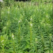 黑芝麻（油麻）