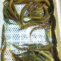 中华沙鳅