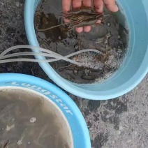 河虾