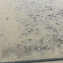 江西南昌黄辣丁