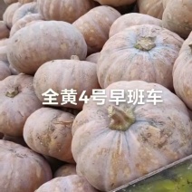 产地湖北省嘉鱼县今年上万亩盘龙204南瓜，产地直发，随行就市