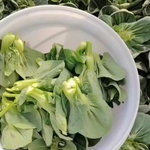 精品菜苔