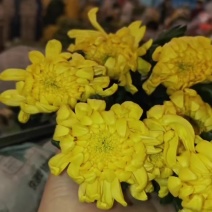 广州菊花全国发货欢迎合作