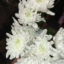 广州菊花全国发货欢迎合作