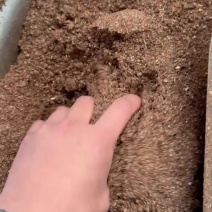 红枣粉高糖香甜牛羊鸡鸭鹅喜欢吃育肥快
