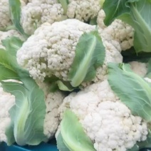 河南菜花，有机松花菜，品质好，视频看货，线上保障交易。