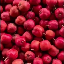 精品大五菱山楂，大量现货供应