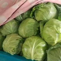 绿甘蓝按要求包装