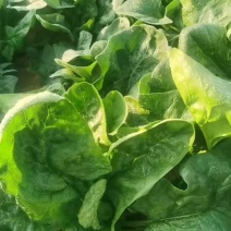 陕西菠菜