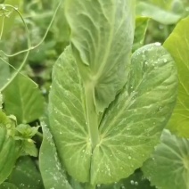 精品豌豆尖整箱15斤价格美丽