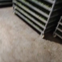 速冻榆钱
