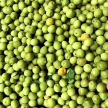 漳州精品青梅产地直发一手货源保质保量代发全国