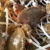 青蟹上