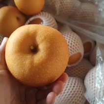 秋月梨，各种规格，硬度好，甜度高