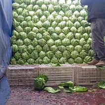 甘蓝