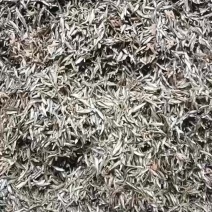 水煮小亮皮白条，质量好，需要的老板联系我曾姐小鱼