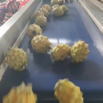 燕窝果，麒麟果