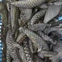 罗非鱼皮