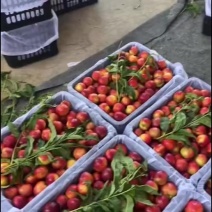 精品黄心油桃🍑、大量上市市场老板可以对接了