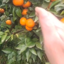 沃柑