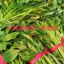 高杆菠菜上市