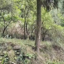 四川柏林